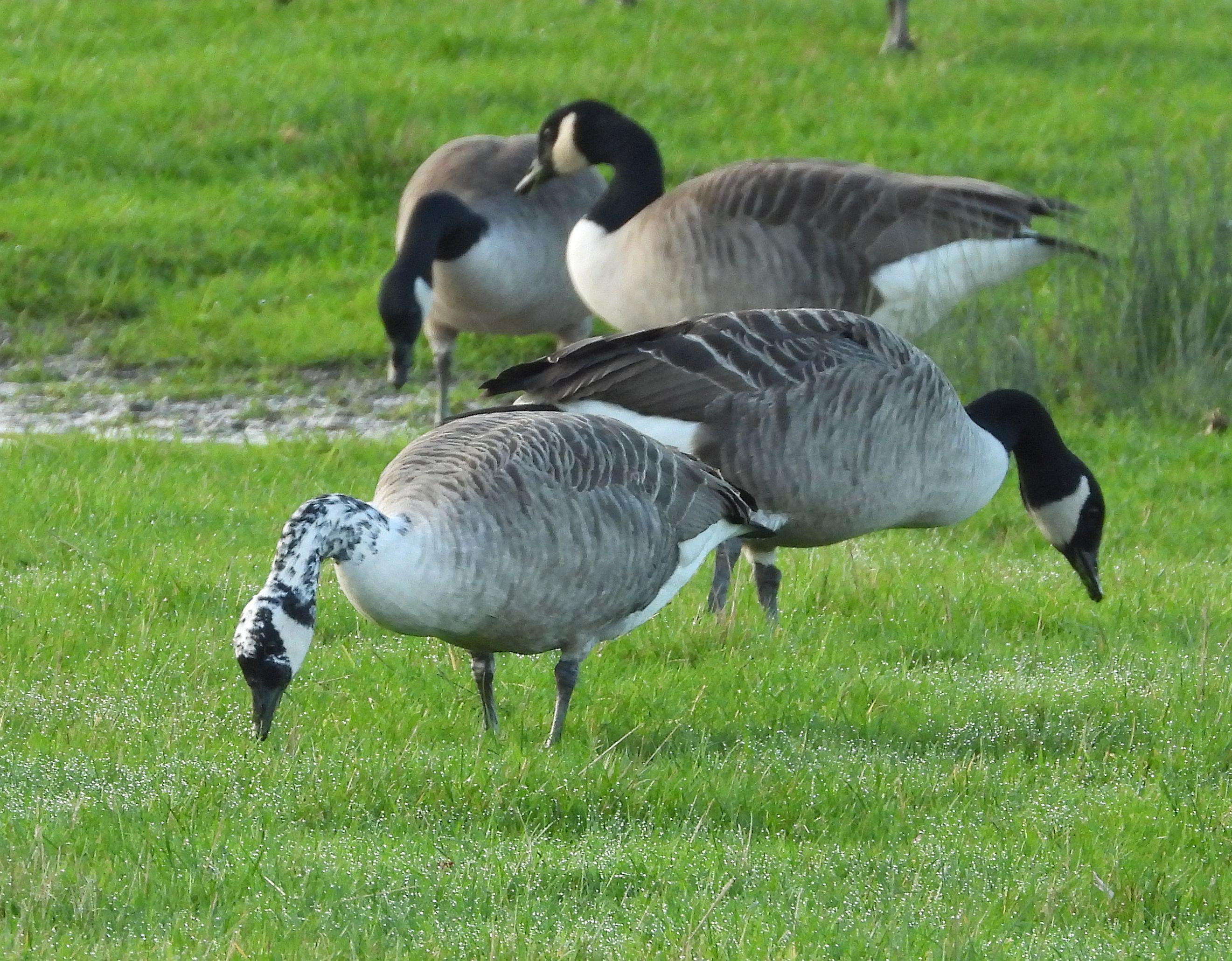 Canada goose shop bird ireland